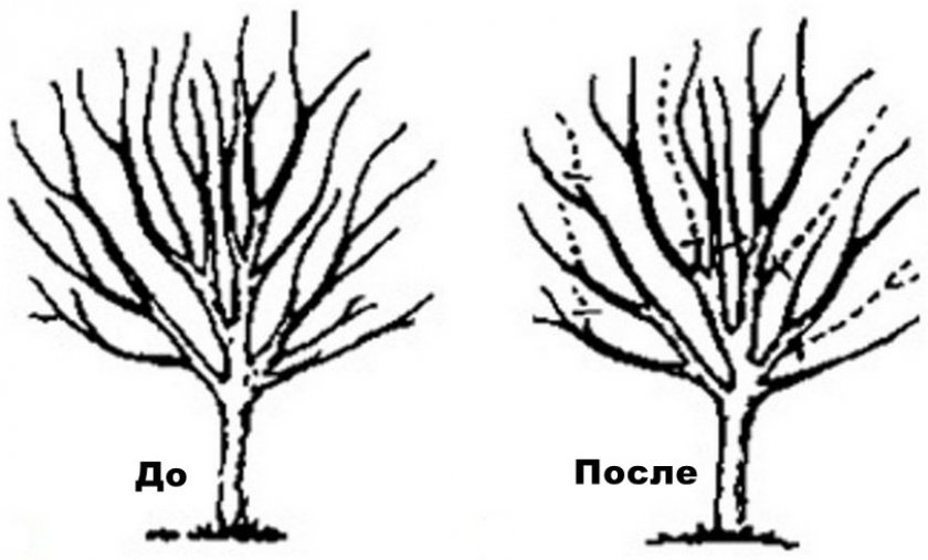 Санитарная обрезка плодового дерева