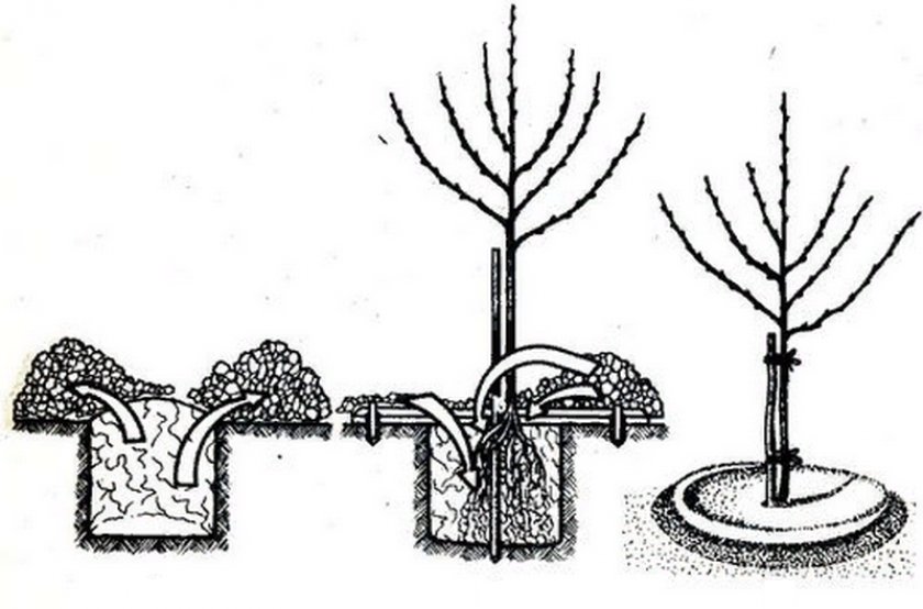 Как посадить яблоню