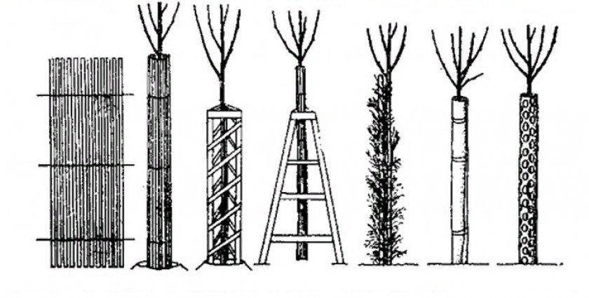 Способы укрытия яблони