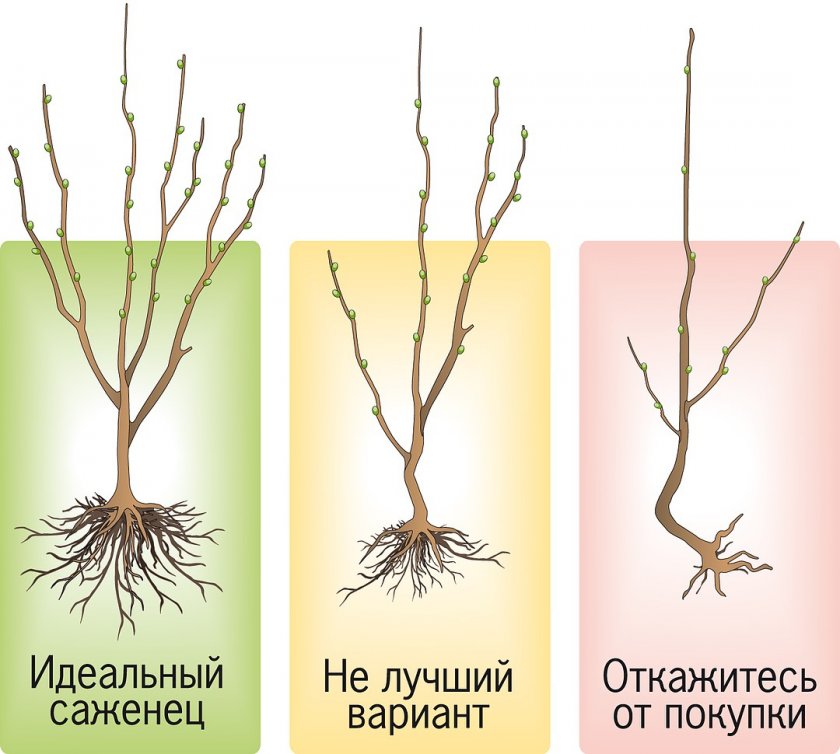 Как выбрать саженец