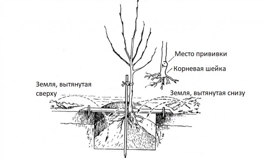 Схема посадки яблони