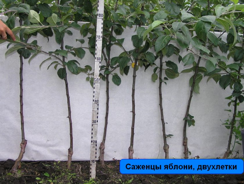 Выбор саженца яблони