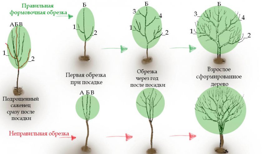 Формировочная обрезка яблони