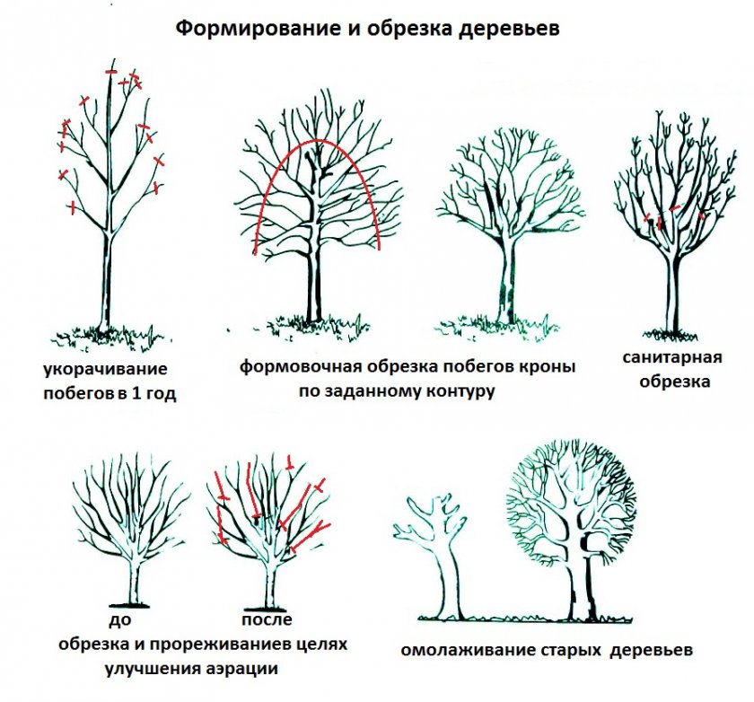 Виды подрезки яблонь
