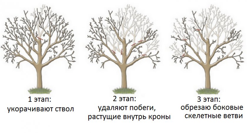 Этапы омолаживающей обрезки старых яблонь