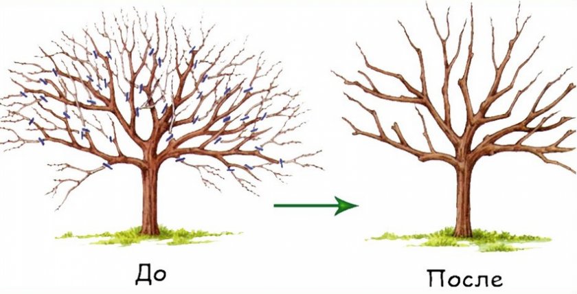 Схема обрезки вишни
