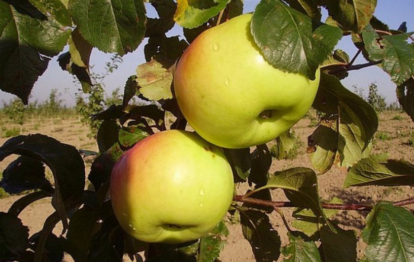 Сорт яблонь Ладога