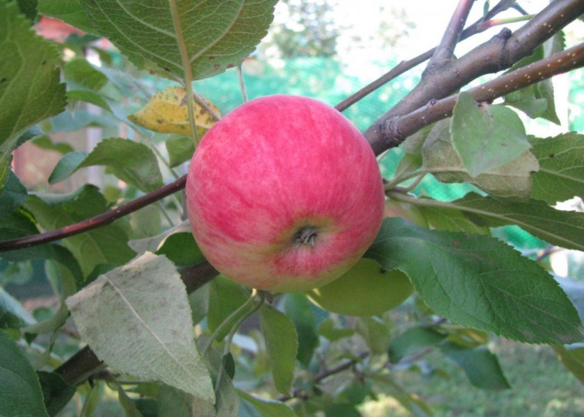 Мантет яблоня
