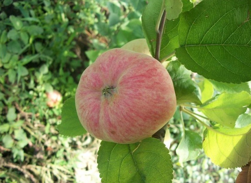 Яблоня сорта Малиновка