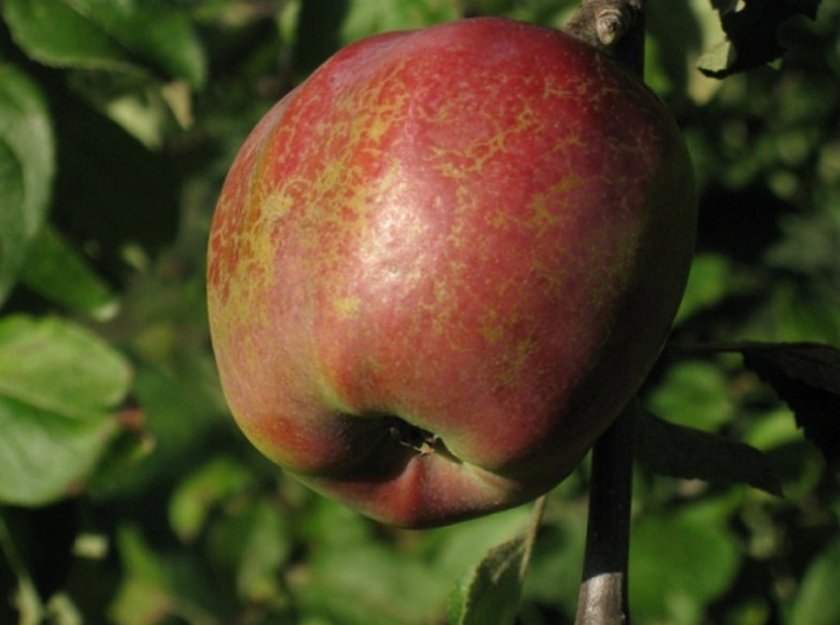 Яблоня сорта Тельвенаудинг