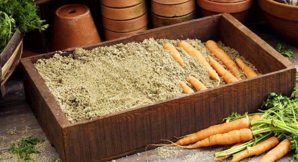 Хранение моркови в песке: особенности и правила длительного сохранения моркови на зиму
