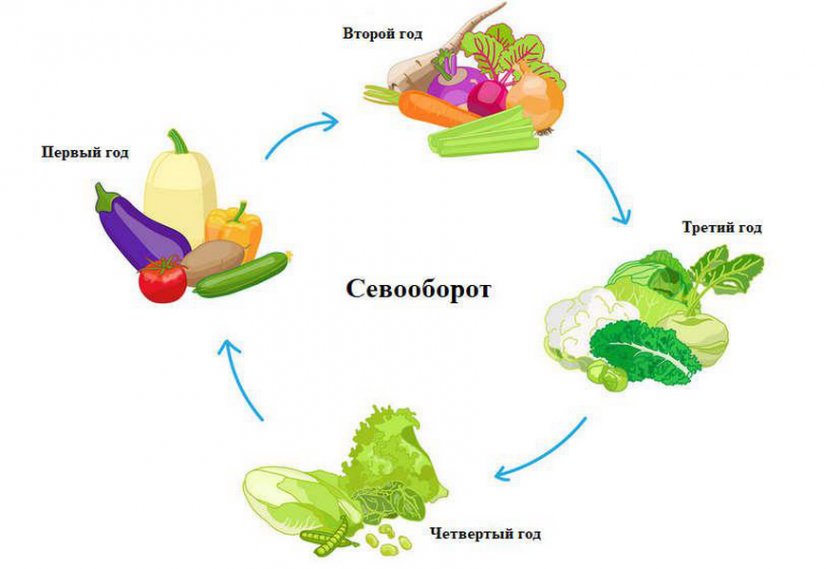 Севооборот овощей