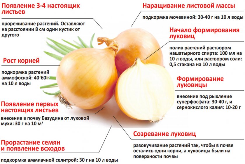 Поэтапный уход за луком