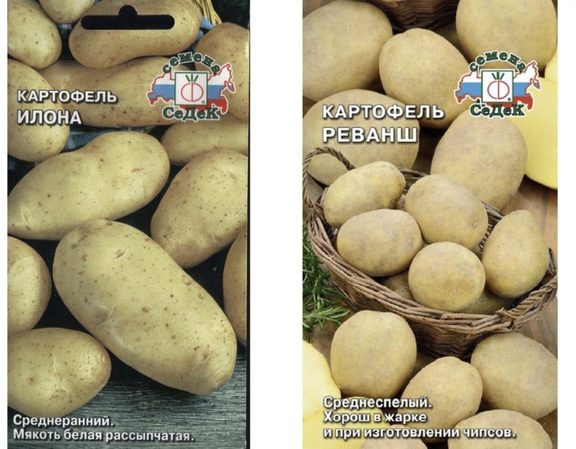 Семена картофеля Илона и Реванш