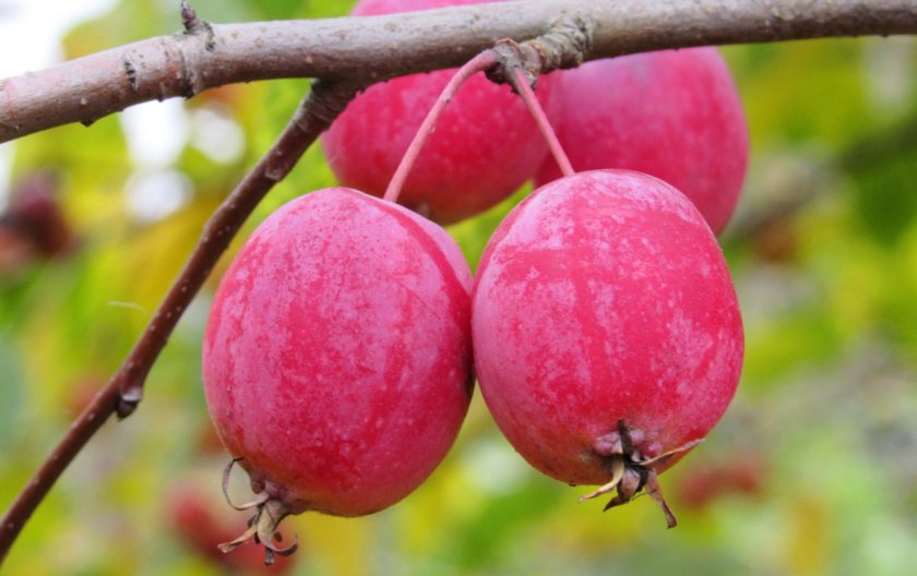 Плоды Райской яблони