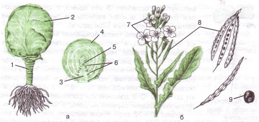 Строение капусты