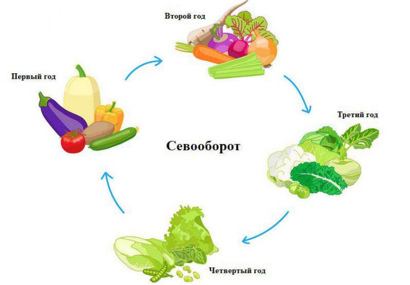 Севооборот культур на грядке