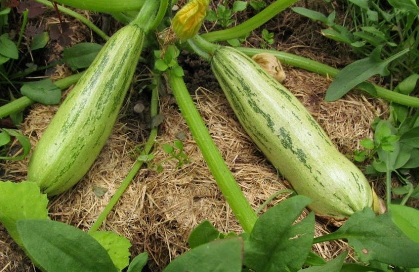 Кубачок Куанд