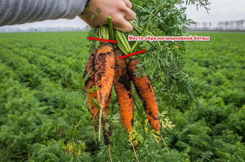 Обрезка морковной ботвы
