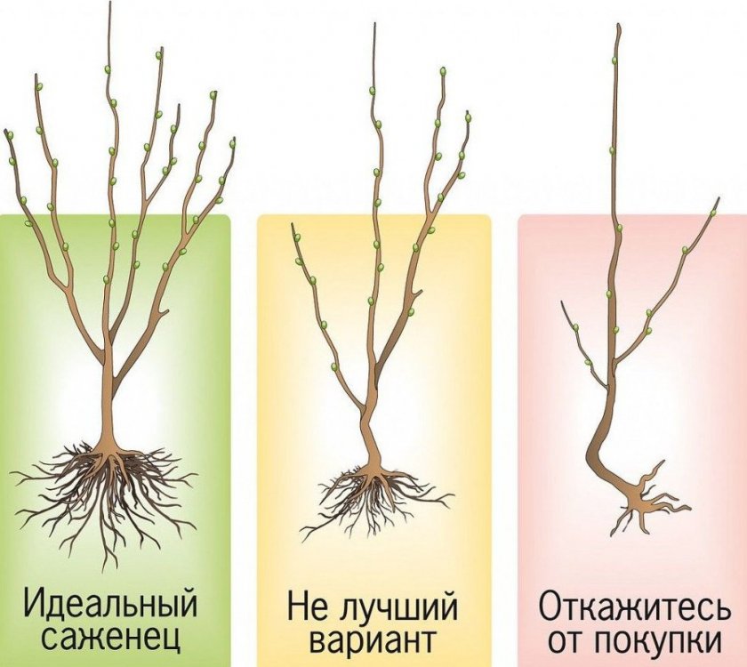 Саженцы яблони