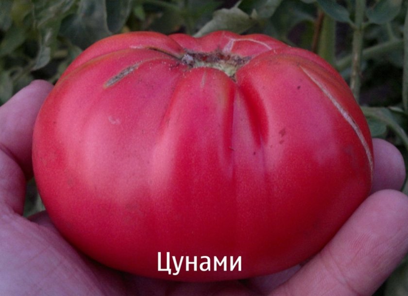 Томат Цунами