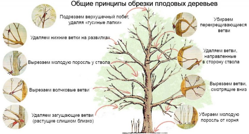 Схема обрезки плодовых деревьев
