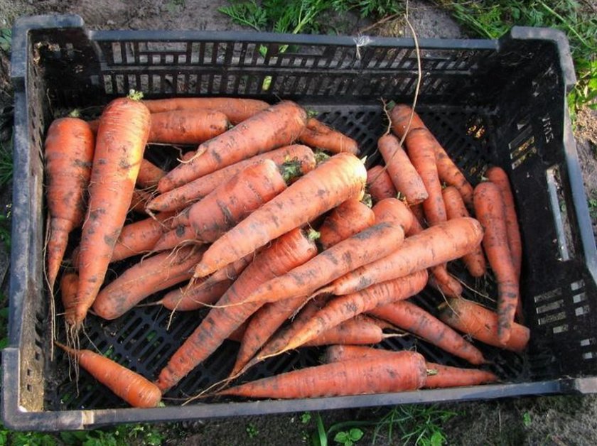 Хранение моркови в ящиках из пластика