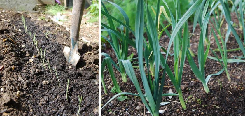 Выращивание лука-порея в открытом грунте