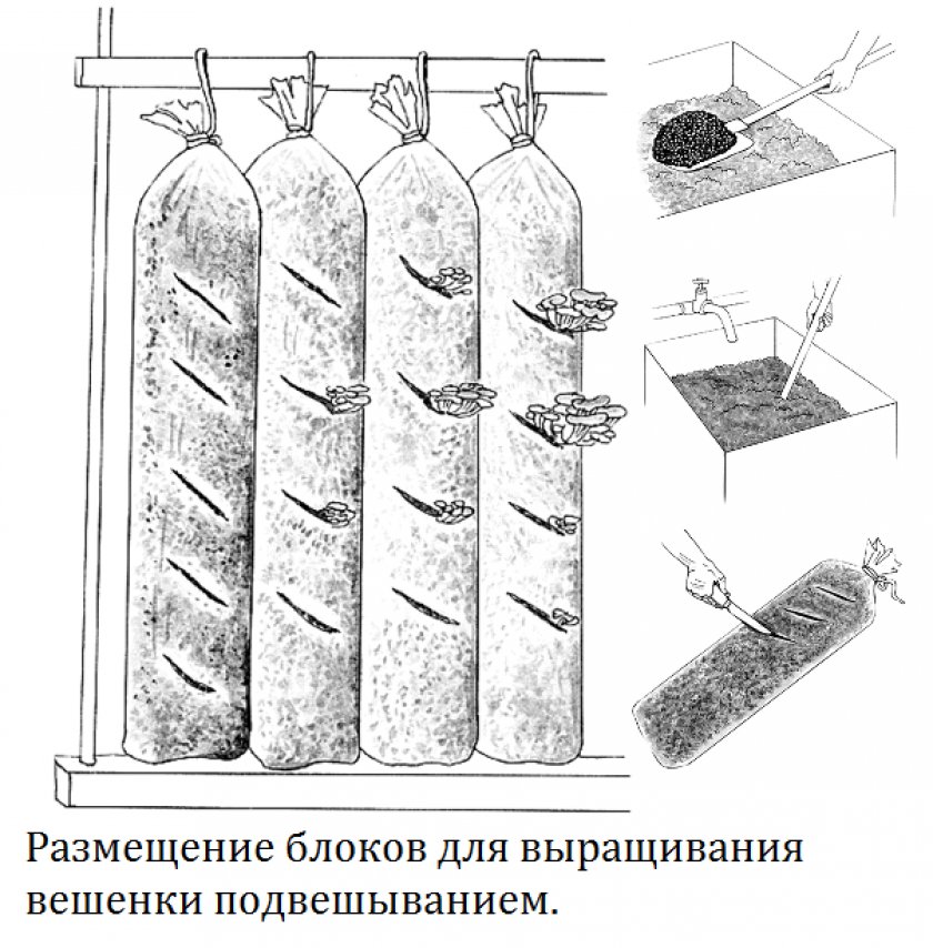 Выращивание вешенки в мешках