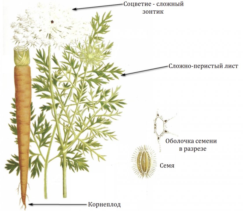 Ботаника моркови