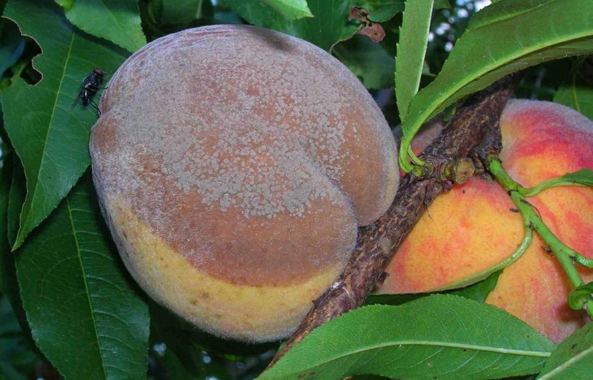 Плодовая гниль персика