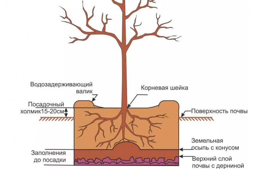 Технология посадки дерева