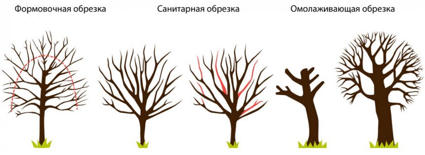 Виды обрезки персика