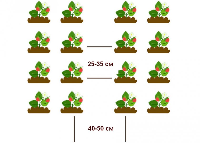 Схема посадки клубники