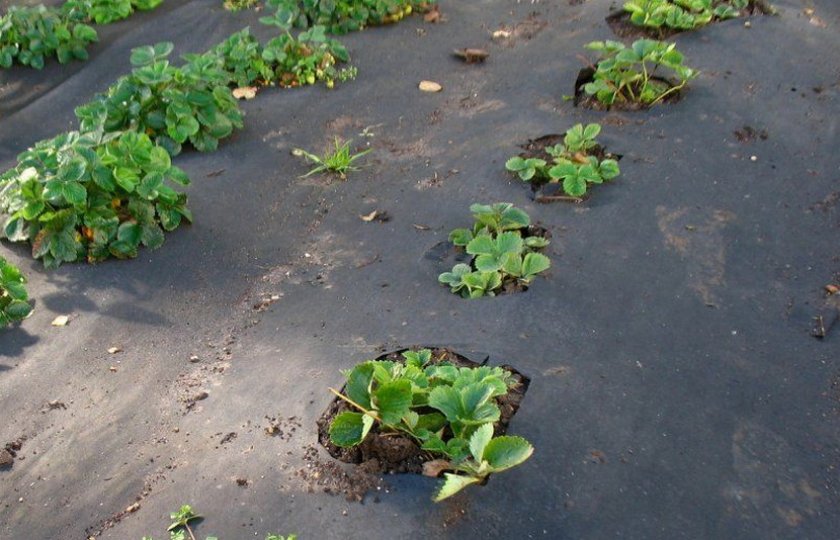 Укрытие клубники агротексом