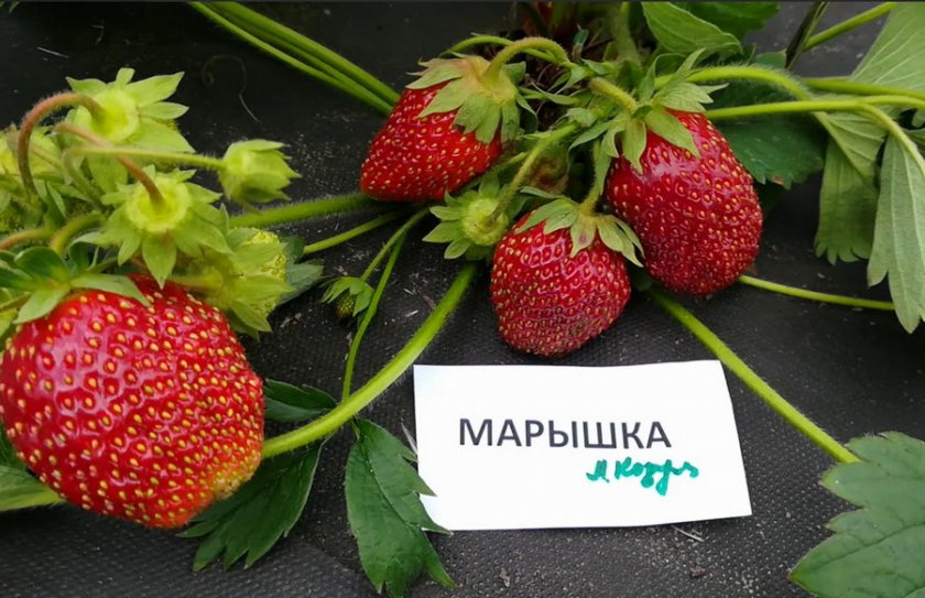 Клубника Марышка