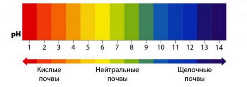 Кислотность грунта