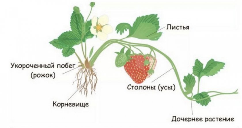 Строение куста клубники