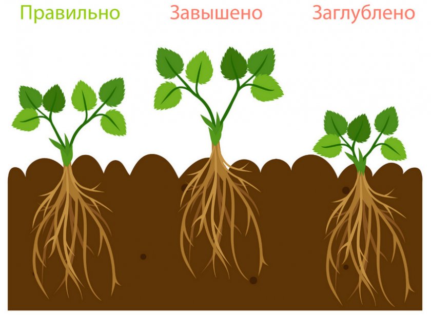 Как правильно сажать клубнику