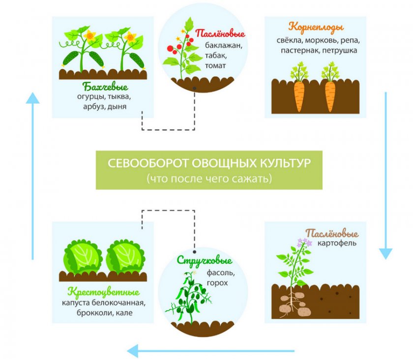Севооборот культур на грядке