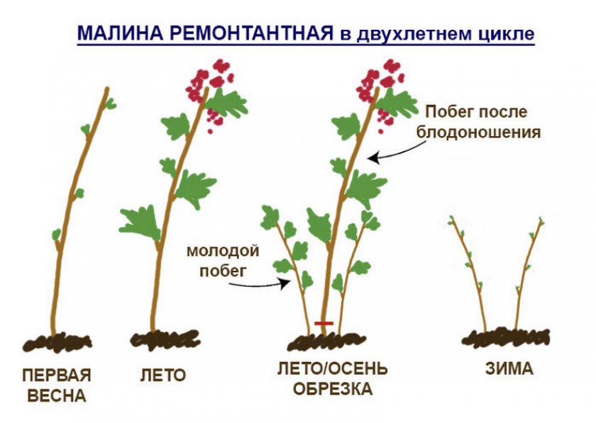 Обрезка двухлетней ремонтантной малины