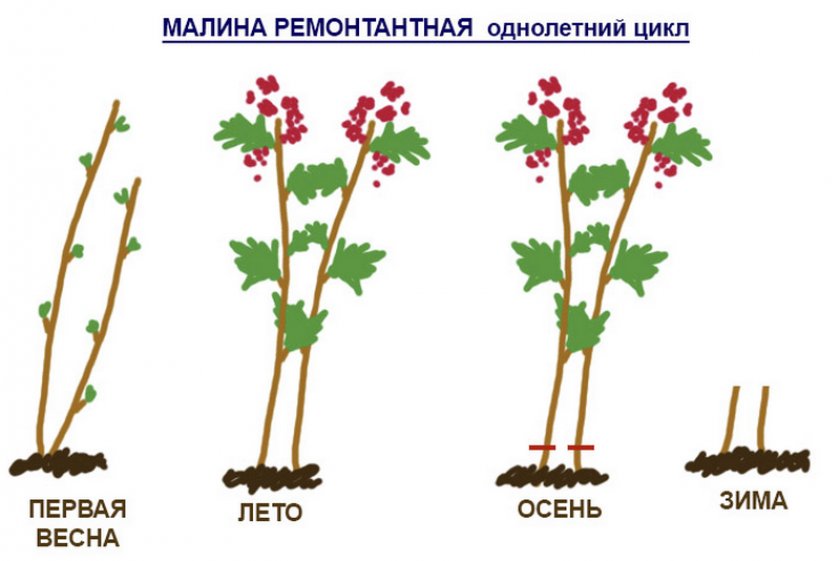 Обрезка однолетней ремонтантной малины на зиму