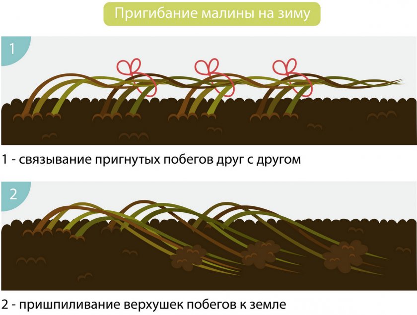 Схема пригибания малины на зиму