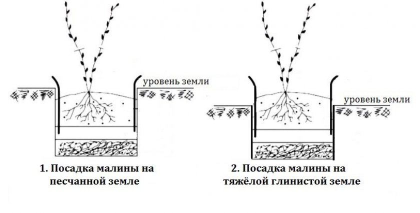 Схема посадки малины