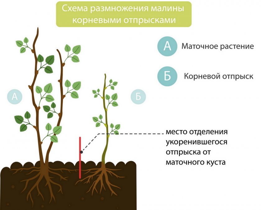 Размножение малины