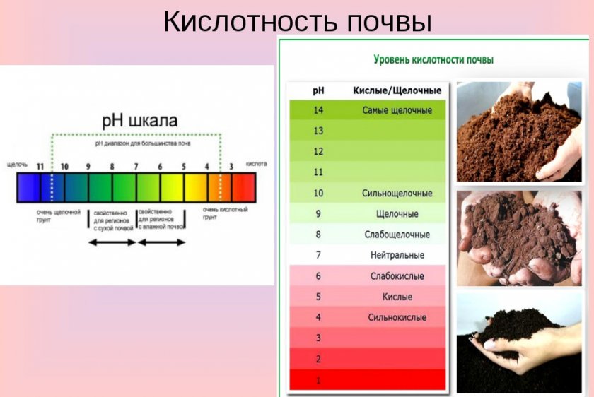 Кислотность разных типов почвы