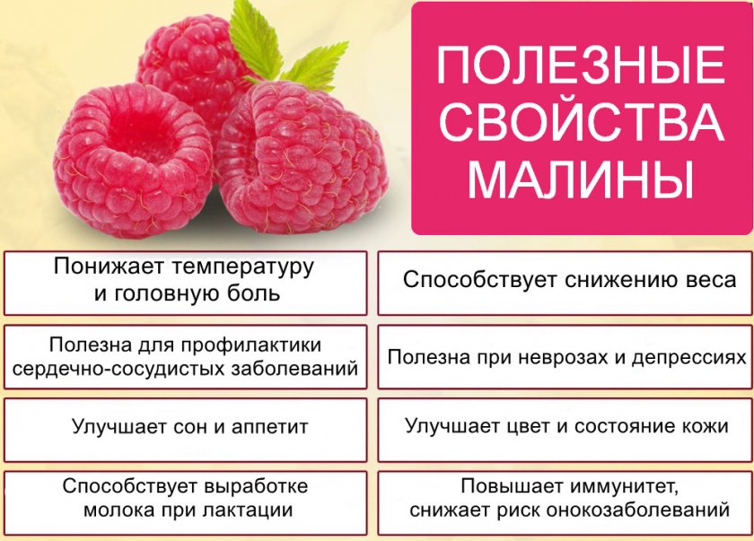 Полезные свойства малины