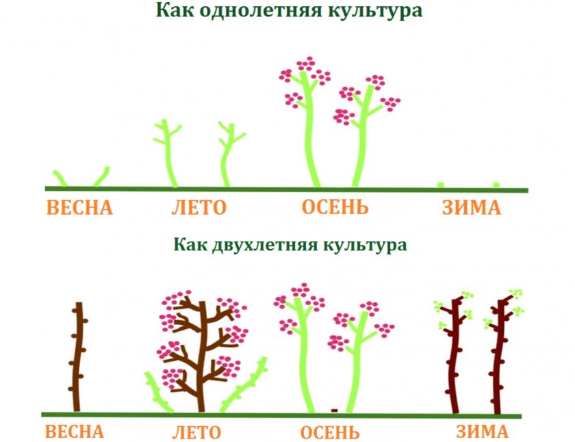 Обрезка ремонтантной малины