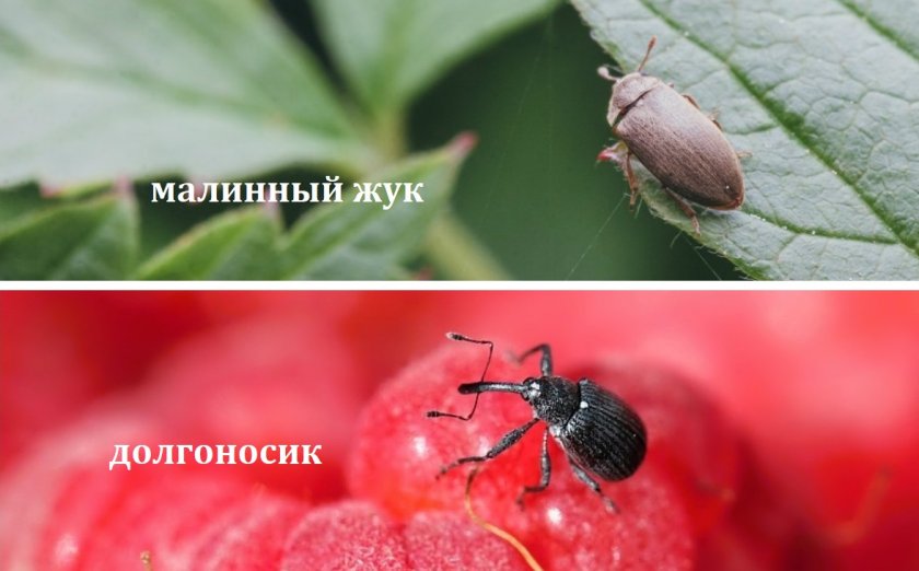 Вредители ежемалины Логанберри