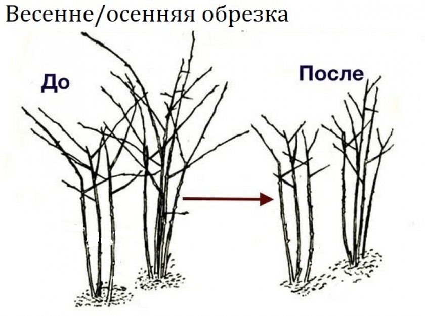 Обрезка ежемалины